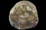 Triassic Woodworthia Petrified Log - Zimbabwe #85918-1
